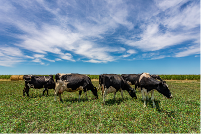 Dimensi&oacute;n Econ&oacute;mica