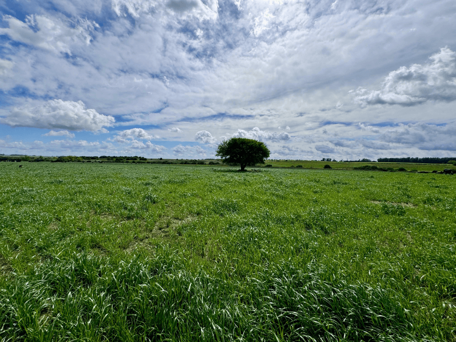 Dimensi&oacute;n ambiental