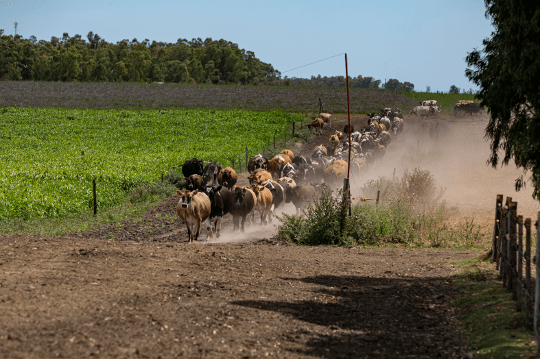Certificaci&oacute;n <br/>GRASS-FED
